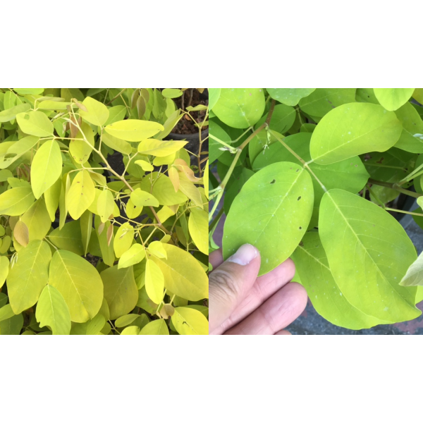 Дендролобиум умбеллатум «Вануату» / Dendrolobium umbellatum 'Vanuatu'.