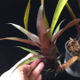 Neoregelia eleutheropetala (rubra).