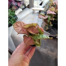 Syngonium Neon 6 cm pot