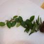 Hoya sp.547 (carnosa x.?)               547