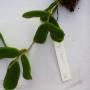 Hoya lyi (Burma)                288