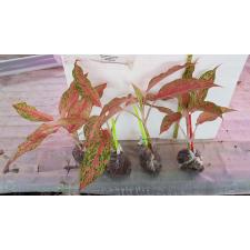 Aglaonema 'Butterfly' (Pink)10B okt.