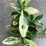 Atalantia monophylla albomarginata (grafted) (No.2)
