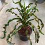 Codiaeum Chao Lampang.