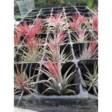 tillandsia ionantha red