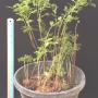 Nephrolepis 'Bai Pak Chee'.