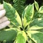 Fagraea fragrans (yellow variegated)(grafted).