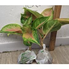 Аглаонема ЛукБей Розовая. / Aglaonema LukBay Pink A-22