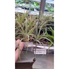 tillandsia capitata