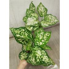 Aglaonema Anyamanee - White A-12