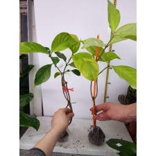 Tabernaemontana sp. Golden leaf 511/1