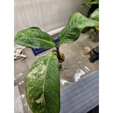dieffenbachia sp Yellow variegated N2 по 3500p