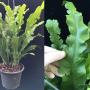 Polypodium musifolium (mutation).