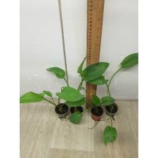 Drimiopsis maculata s 