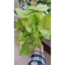 Syngonium Golden 14 cm pot