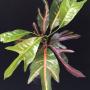 Codiaeum Tri Petch.