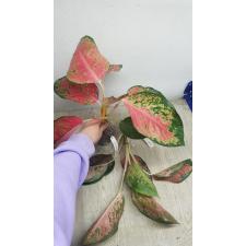 Aglaonema Chang Daeng (mutation)(No.3). 2 okt. Уценка 1500p