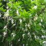 Citharexylum spinosum