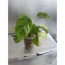 Monstera 'Mini' variegated стакан 3 Д 
