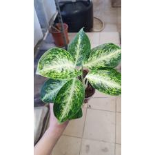 Aglaonema Ballang Kaew (yellow form) 11 pot уценка