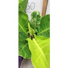 Philodendron Moonlight variegata