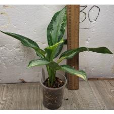 Аглаонема Суванапум / Aglaonema Suwanapum A-127