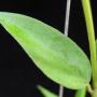 Hoya bhurmanica         557