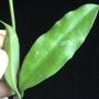 Hoya griffithii(wavy leaf)(#852)