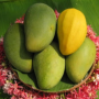 Mangifera indica 'Keaw Kai Ka' (grafted).