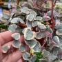 Ceropegia woodii variegated.