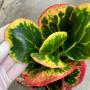 Codiaeum Tuang Ngern