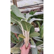 Aglaonema Ik Kew Sung 16