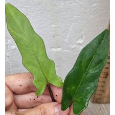 Алоказия лаврентиева / alocasia lavrentieva (S)