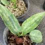 Schismatoglottis wallichii variegated.