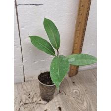 Ficus Americana Subsp. Guianensis (S)