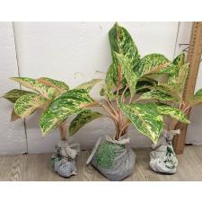 Аглаонема Сомпавтонг. / Aglaonema Sompawthong A-49