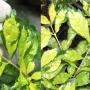 Duranta erecta 'Green and Gold'
