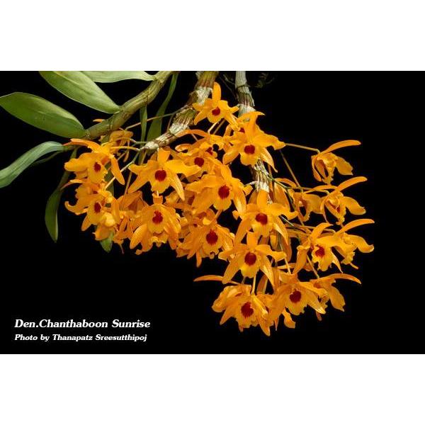 Дендробиум «Чантхабун Санрайз» / Dendrobium Chanthaboon Sunrise