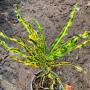 Codiaeum Kleaw Thong