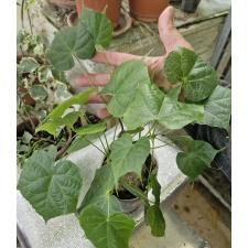 стеркулия колората каудекс круглый / sterculia colorata caudex round