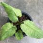 Schismatoglottis sp.(T06)(white variegated) southern Thailand.
