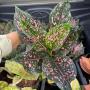 Aglaonema  rub gold galaxy A-91