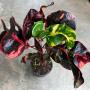 Codiaeum Hor Thong