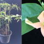 Wrightia sp.(peach flower) Malaysia