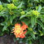 Ixora Orange Twist.