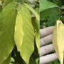 Dasymaschalon dasymachalum(yellow flower)