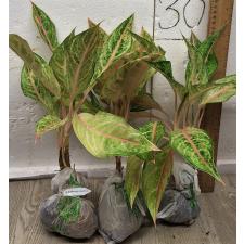 Аглаонема Арадин. / Aglaonema Aradin A-16