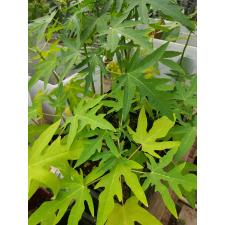papaya sp hybrid .plant M pot
