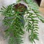 Drynaria sp.(T11) ‘Sivavej’ Thailand