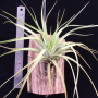 Tillandsia acostae Mexico.